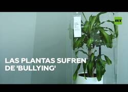 Enlace a La plantas también pueden sufrir de 'bullying'