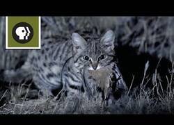 Enlace a El gato más mortífero del planeta