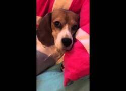 Enlace a El perro enfadado más divertido