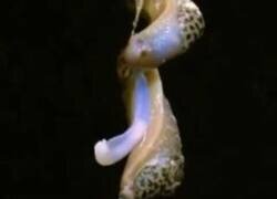 Enlace a Así se reproducen las babosas