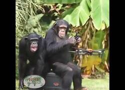 Enlace a El mono que sabía controlar un dron