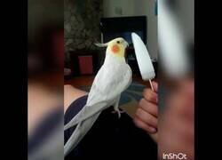 Enlace a Una cacatúa entona la canción de la Pantera Rosa