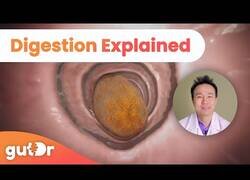 Enlace a Así funciona la digestión dentro de nuestro cuerpo