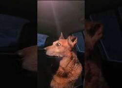 Enlace a La cara de este perro es la que todos pondríamos