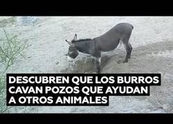 Enlace a Descubren que los burros cavan pozos útiles para otros animales