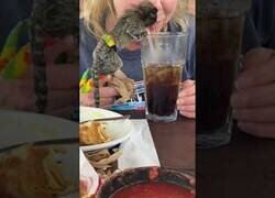 Enlace a Un pequeño mono intenta beber un refresco