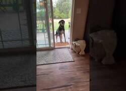Enlace a Una puerta abierta confunde a este perro