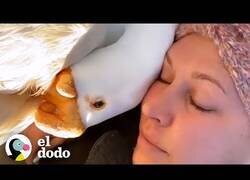 Enlace a Así es tener un ganso como mascota