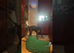 Enlace a ¿Qué haría tu perro si ve que te estás ahogando?