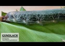 Enlace a La oruga de piel transparente que deja ver el funcionamiento de su cuerpo