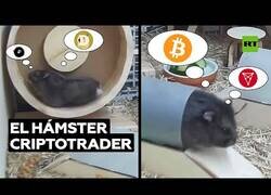 Enlace a El hámster 'trader' que compra y vende criptomonedas