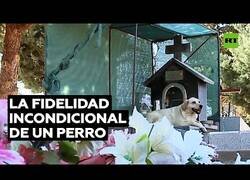 Enlace a El perro que lleva 3 años acompañando a su dueño fallecido