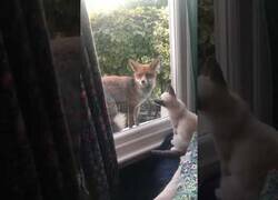 Enlace a Un zorro y un gatito interactúan a través de una ventana