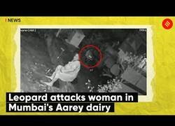 Enlace a Un leopardo ataca a una anciana en Bombay
