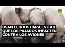 Enlace a Usan cerdos para evitar que los pájaros choquen contra los aviones