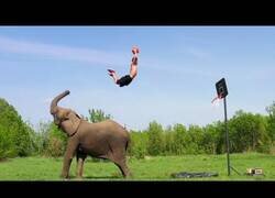 Enlace a Increíbles mates de basket con la ayuda de un elefante