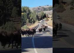 Enlace a Una pareja corre huyendo de una manada de bisontes