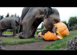 Enlace a Elefantes destrozando calabazas gigantes
