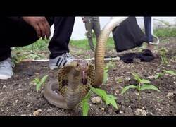 Enlace a Ayudan a una cobra atrapada en un foso