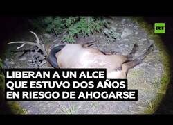 Enlace a Liberan a un alce que pasó años con un neumático en el cuello
