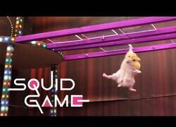 Enlace a Crean El Juego del Calamar para hámsters