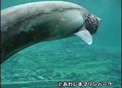Enlace a Encuentran en Japón a un tiburón anguila, una especie de 80 millones de años de antigüedad y que creían extinta