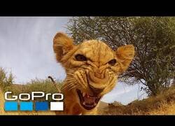 Enlace a Cuando los animales se encuentran con una GoPro