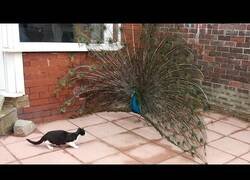 Enlace a Gato cree que un pavo real es un juguete