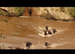 Enlace a Un cocodrilo irrumpe en la migración de unos ñus