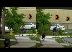 Enlace a Perros atacando a repartidores de paquetes