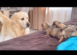 Enlace a Un Golden Retriever ve a sus cachorros por primera vez
