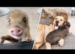 Enlace a Un perro y un jabalí crecen siendo inseparables