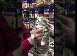 Enlace a El título no engaña. Si buscabas un gato excelente aquí lo tienes