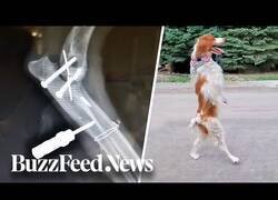 Enlace a Dexter, el perro que perdió una pata y aprendió a caminar como los humanos