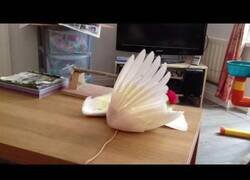 Enlace a Una adorable cacatúa juega con su juguete