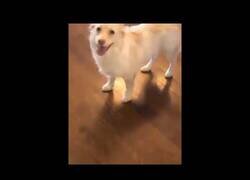 Enlace a Así le dicen a su perra sorda que va a salir a pasear