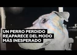 Enlace a Un perro perdido acaba llamando al timbre de su hogar