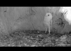 Enlace a Un pequeño búho escucha un trueno por primera vez