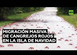 Enlace a Una isla australiana es invadida por cangrejos