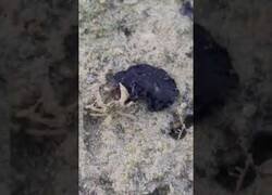 Enlace a Una extraña criatura se come un cangrejo