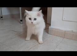 Enlace a Un gato reacciona al lanzamiento de varios objetos 'random'