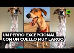 Enlace a El perro que tiene un cuello como el de una jirafa