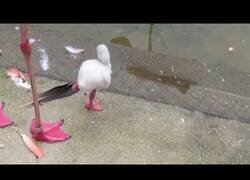 Enlace a Un bebé flamenco aprende a sostenerse sobre una pata