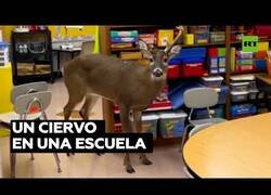 Enlace a Un ciervo se cuela en un colegio