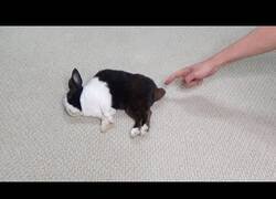 Enlace a El conejo dispensador: Suelta una hez cada vez que le tocan la colita