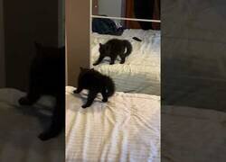 Enlace a Un pequeño gato reacciona a su reflejo por primera vez