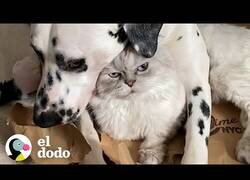 Enlace a El perro que usa a este gato como almohada