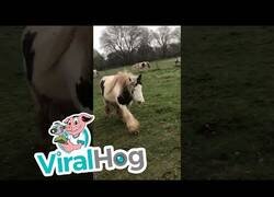 Enlace a Ponys persiguen a un hombre que poseía zanahorias