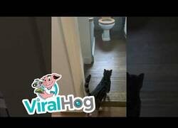 Enlace a El gato que sabía utilizar el baño de casa