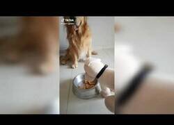 Enlace a Los perros entienden cuando la comida les puede hacer mal